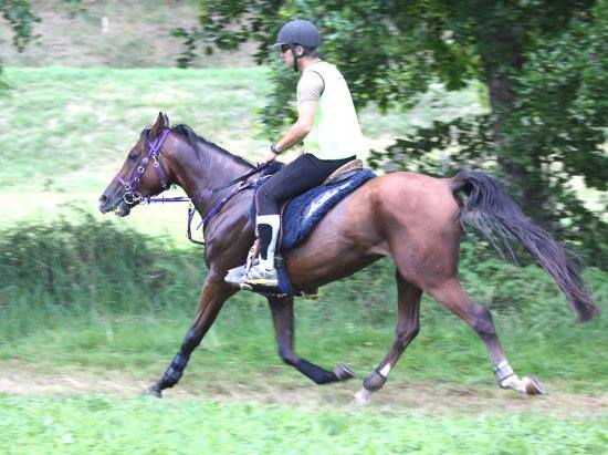 Chevaux à vendre Haras le Rond de Longe (24) Skud210