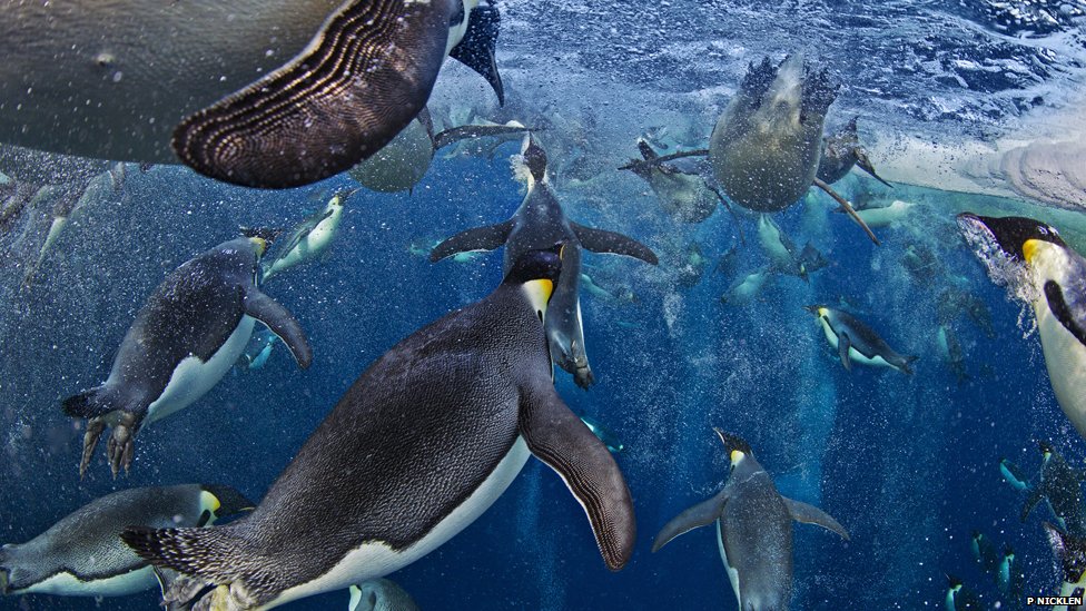 BBC Wildlife Photographer of the year! Pingui10