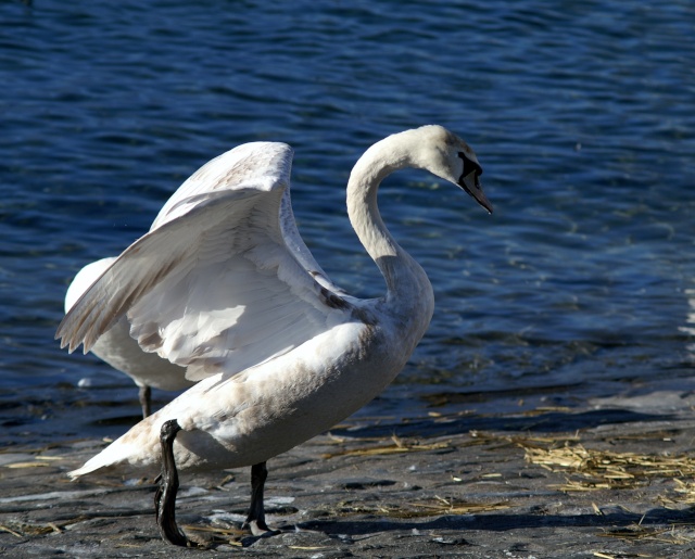 (résolu) cigneaux ou femelle du cygne blanc tuberculé