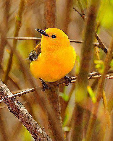 (résolu) qui de cette petite boule de plumes couleur soleil 0996e510