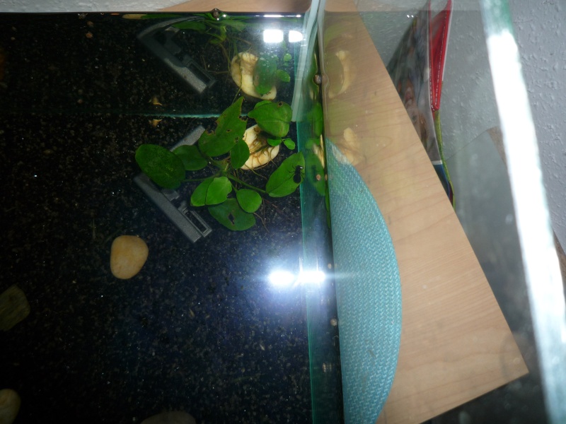 Larve de libellule dans mon aquarium !- phobie P1010810