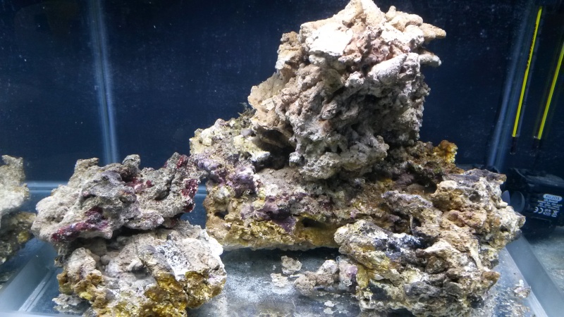 nano M40 Fluval sea (de A à Z a ma sauce ^^) 20140513