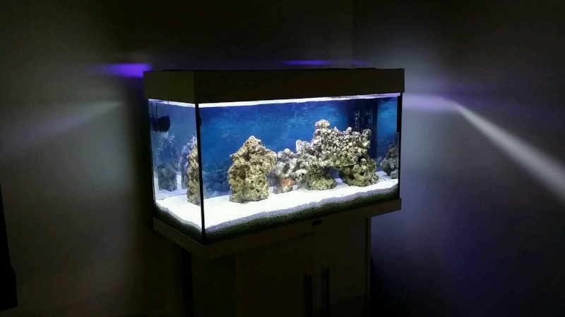le début d' un aquarium 125l Img20117