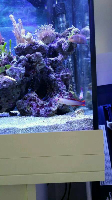 le début d' un aquarium 125l - Page 3 Img20150