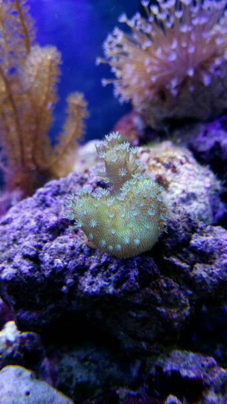 le début d' un aquarium 125l - Page 3 Img20160