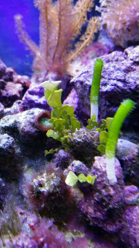 le début d' un aquarium 125l - Page 3 Img20162