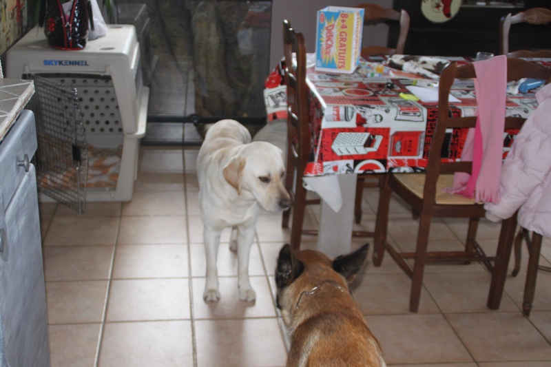 Frazer, type labrador, mâle, couleur sable Fraser12