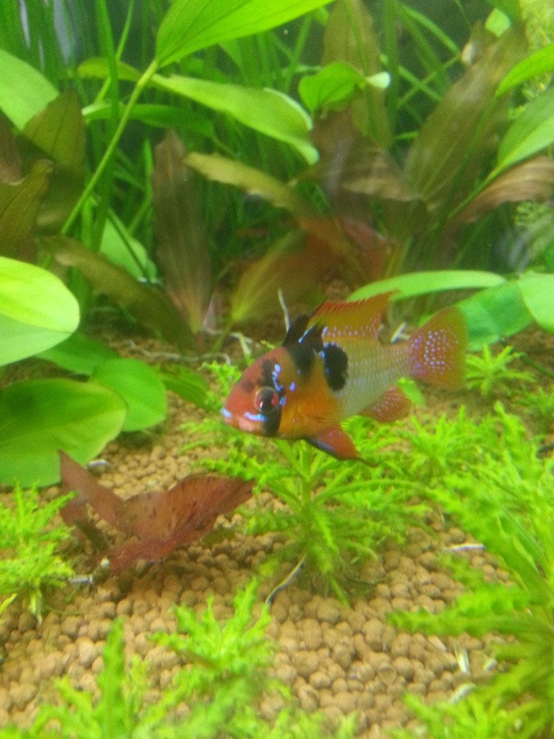 Mikrogeophagus ramirezi (kist tumeur pop corn ???) 20140412