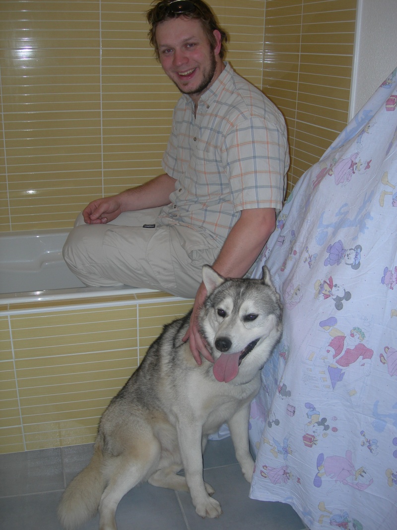 Gerry Black Sibérian Husky 3ans, asso Home Wanted ( départ 60) - Page 6 Dscn8514