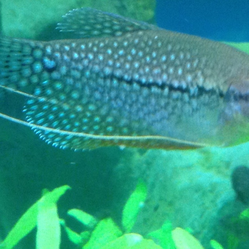 points blancs - Points blancs / Gouramis Perlée Photo_11