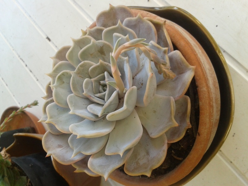 Echeveria Elegans Echeve12