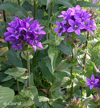 Campanule glomérata "Superba" Cb-cam10