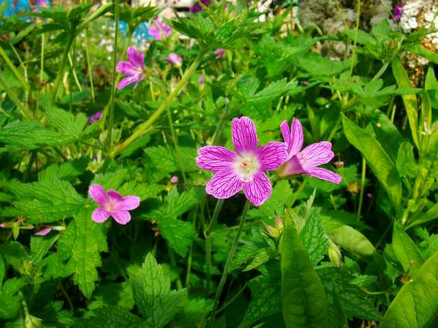 geranium vivace - Page 7 Mai_0131