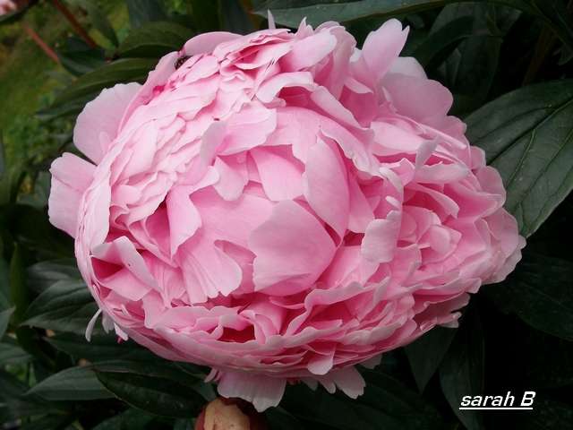 Paeonia - 2014 !!! - Page 4 Mai_0725