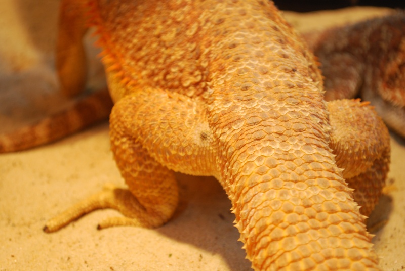 Bouton de mon pogona mal Dsc_0113