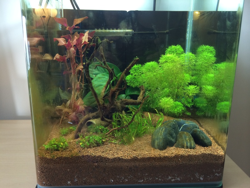 Mon premier betta Img_3012