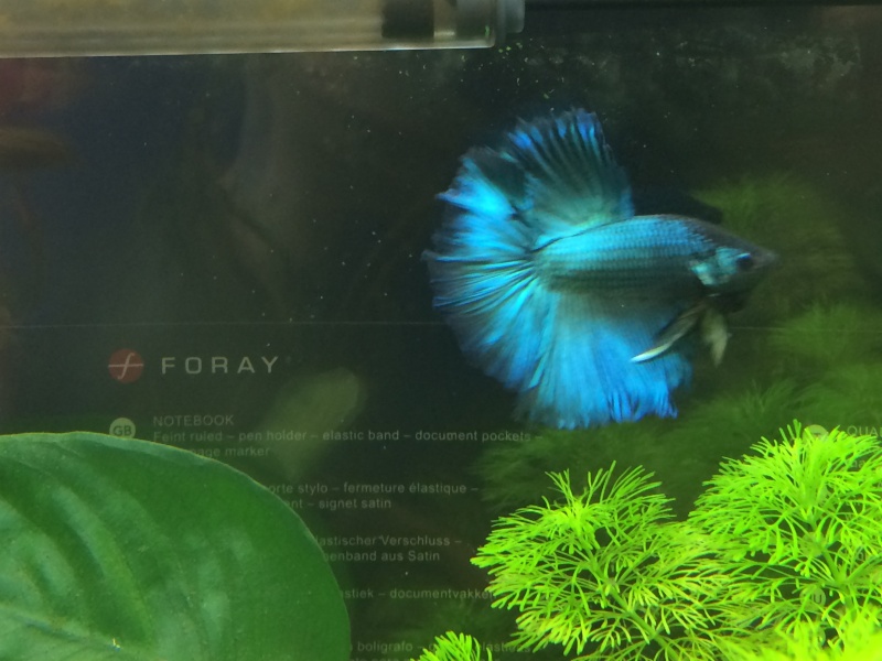 Mon premier betta Img_3017