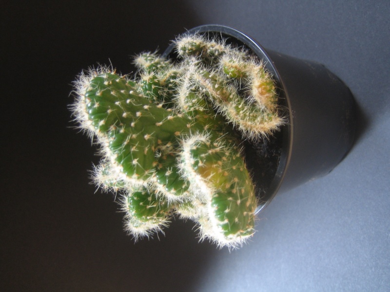 Cactus cristata mal en point Img_1910