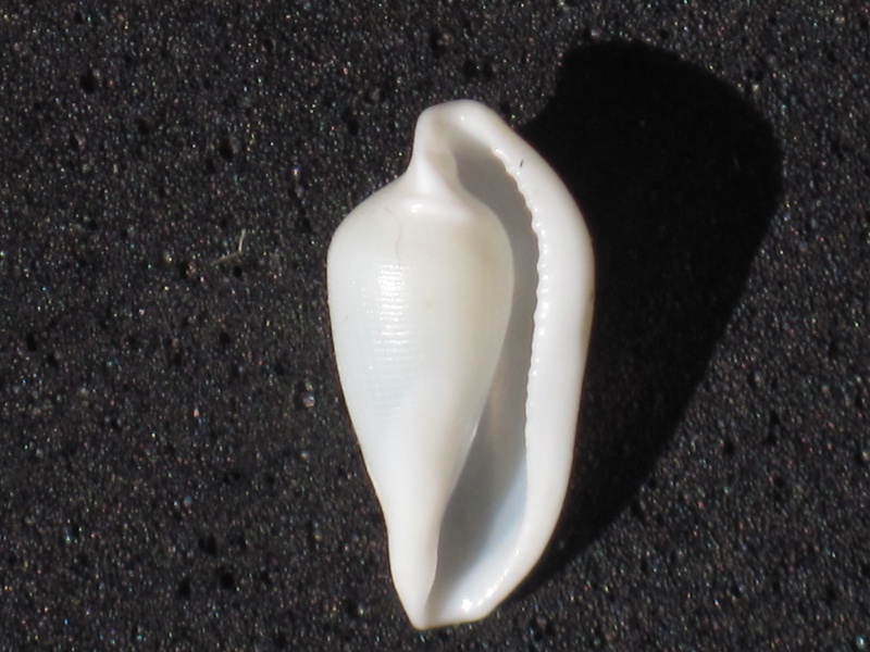 Dentiovula rutherfordiana (C. N. Cate, 1973) Dentio14