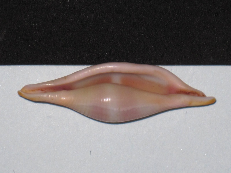 Phenacovolva fusula C. N. Cate & Azuma in C. N. Cate, 1973 Phenac26