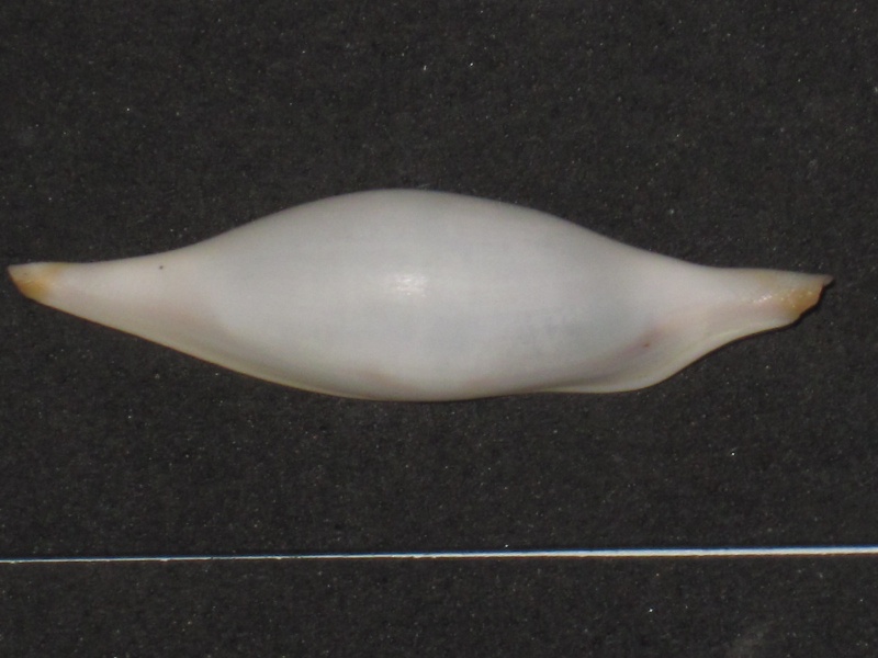 Phenacovolva lahainaensis - (C. N. Cate, 1969) Phenac36