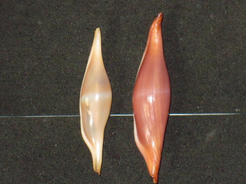 Phenacovolva nectarea - Iredale, 1930 Phenac40