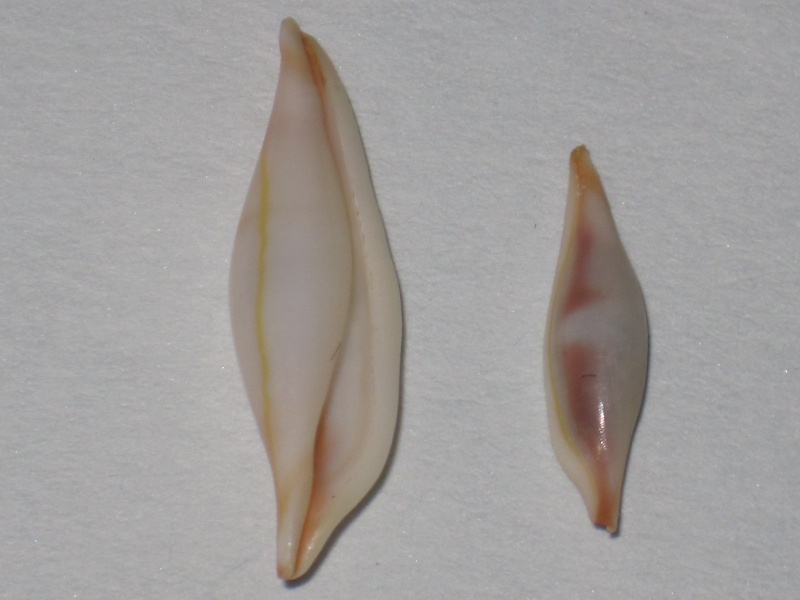 Phenacovolva pseudogracilis - C. N. Cate & Azuma in C. N. Cate, 1973 Phenac55