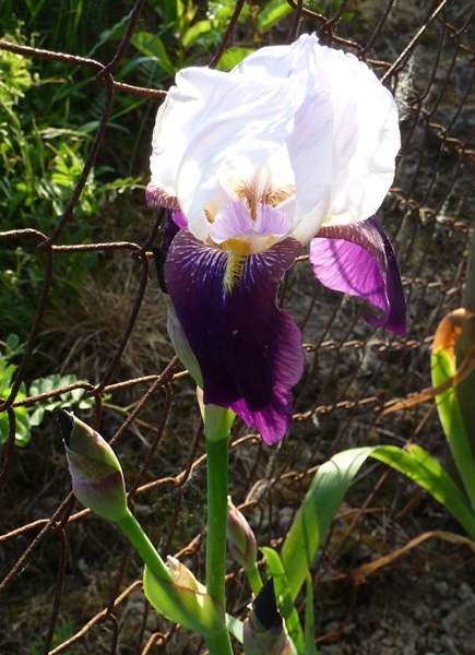 Iris : floraison 2014 - Page 8 02311