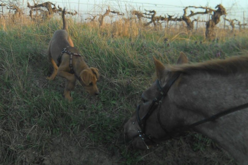 Ma nenette Aïna: Rhodesian ridgeback / amstaff   15097810