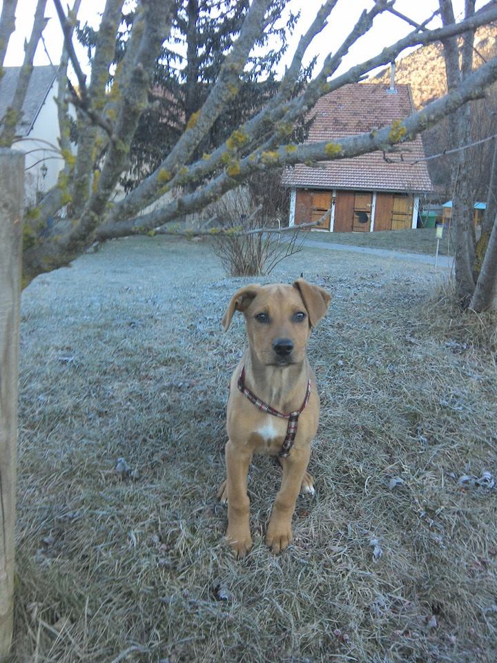 Ma nenette Aïna: Rhodesian ridgeback / amstaff   19200410