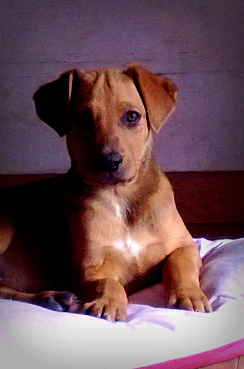 Ma nenette Aïna: Rhodesian ridgeback / amstaff   19397710