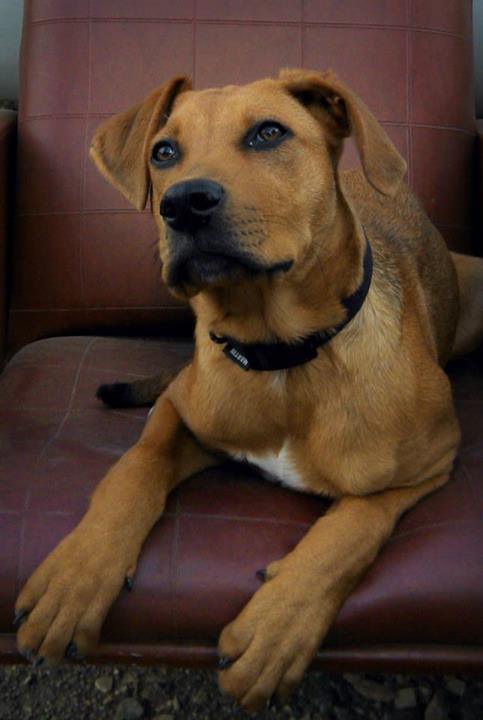 Ma nenette Aïna: Rhodesian ridgeback / amstaff   Bb310