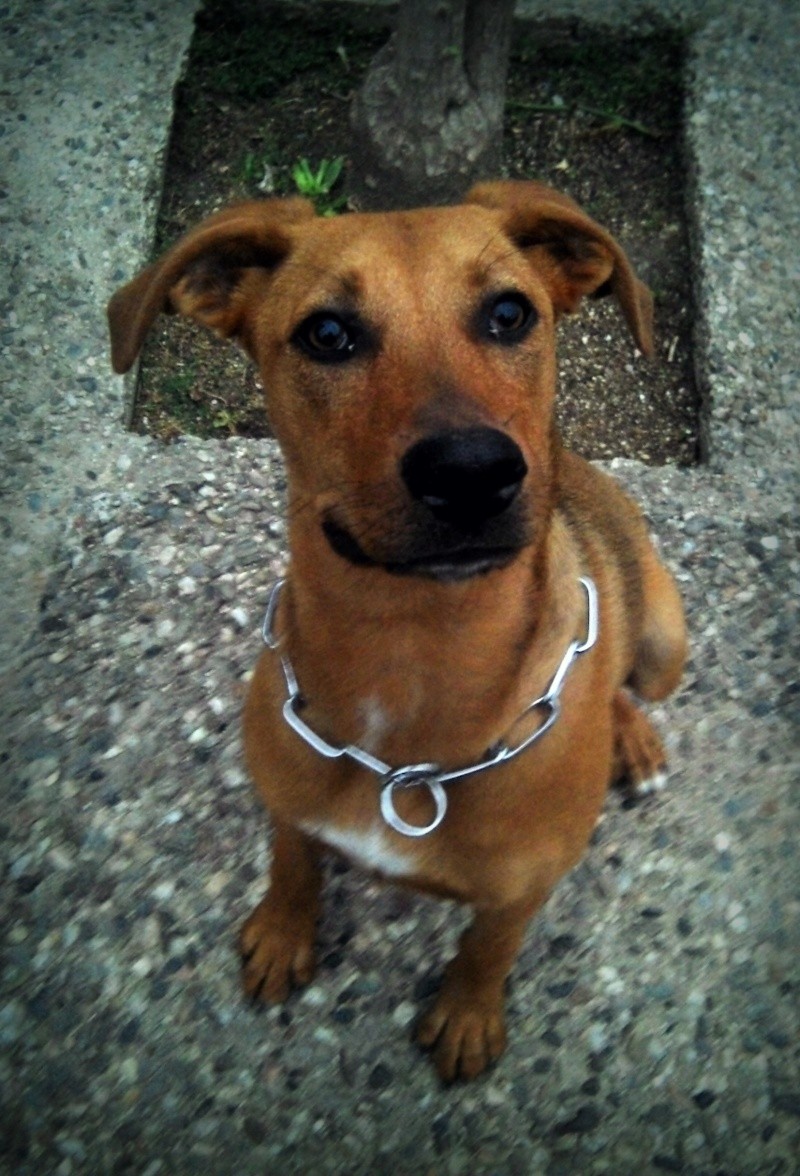 Ma nenette Aïna: Rhodesian ridgeback / amstaff   Choupi10