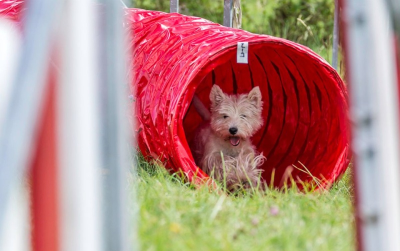 créer un forum : forum club canin  - Portail Fae11