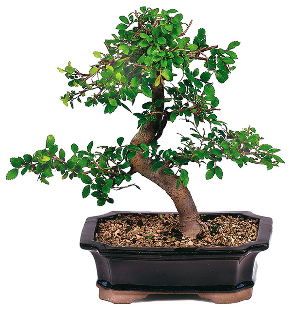 Please give me advise..styling\pruning my first Ficus Retusa Bonsai Asian-10