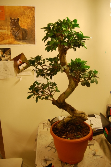 Please give me advise..styling\pruning my first Ficus Retusa Bonsai Bonsai14