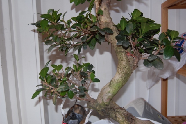 Please give me advise..styling\pruning my first Ficus Retusa Bonsai Bonsai16