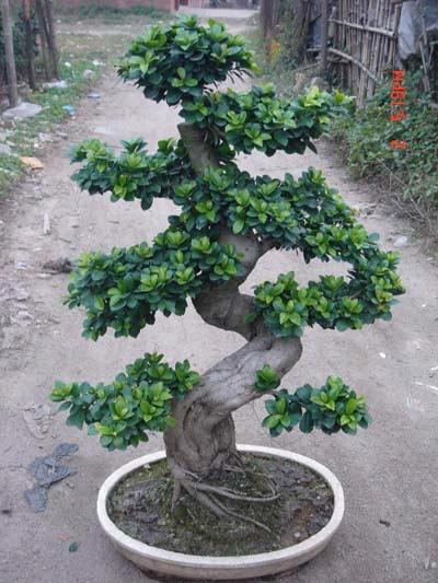 Please give me advise..styling\pruning my first Ficus Retusa Bonsai China_10