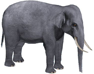 elefant - Asiatischer Elefant Asiafa10