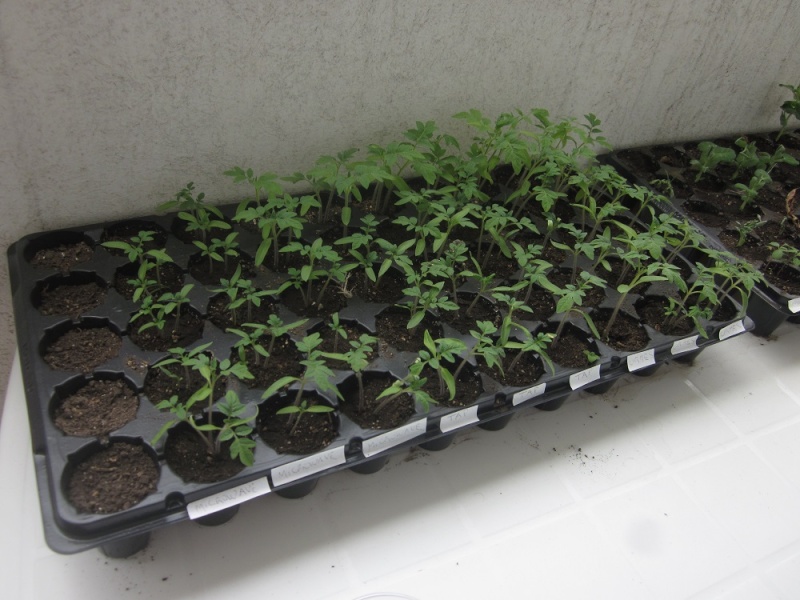 ORMEs Water (Magnetic Trap) on Tomatoes Cherry 13a-to10