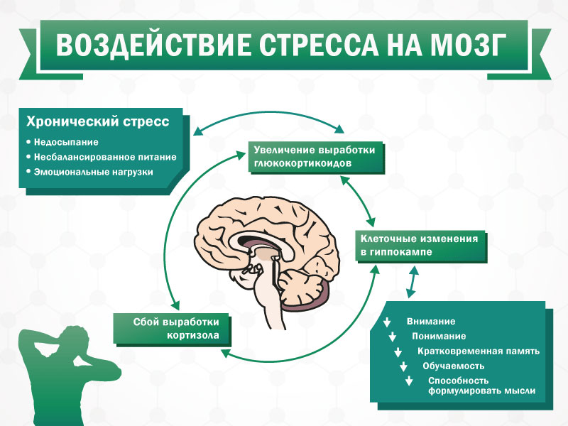 Материалы по тегу: головной мозг A35fef10