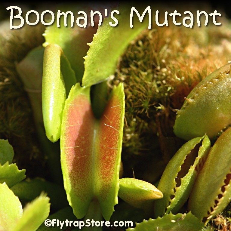 Nouveau cultivar: "Booman's Mutant" 310