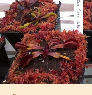 Dionaea "Red microteeth" - Page 3 Rmt210