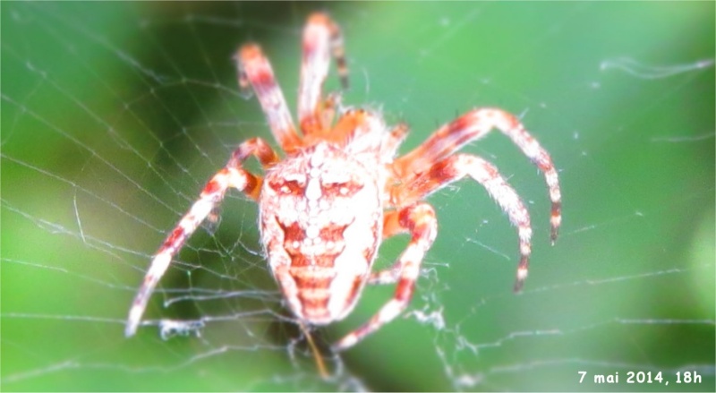 araignée épeire diadème (Araneus diadematus) rue de La Hunaudaye aux villages Araign31