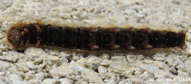 chenille du Minime à bande jaune ou Bombyx du chêne rue de La Hunaudaye aux Villages  Chenil26