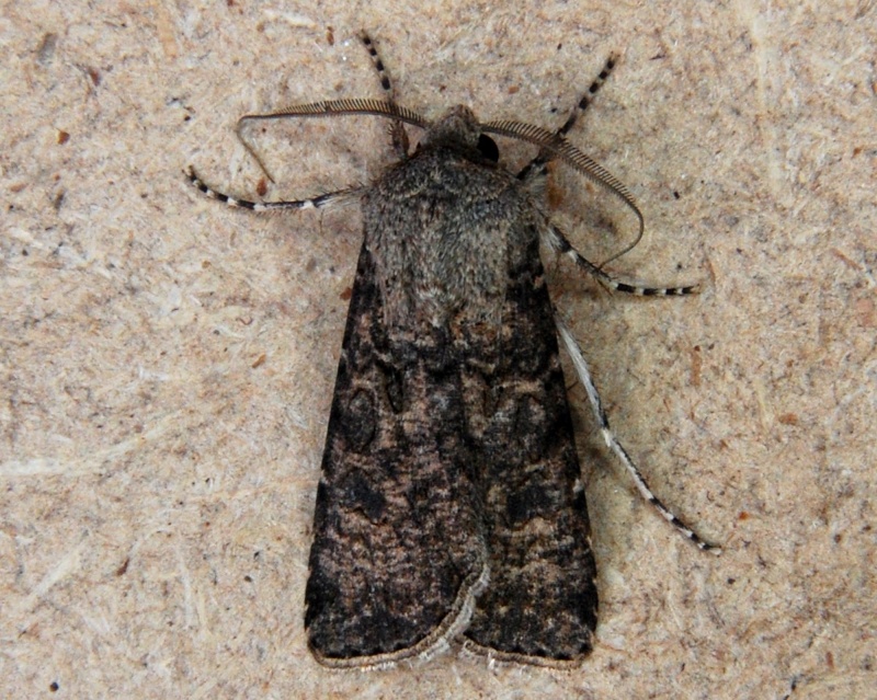 Noctuelle - [agrotis segetum] Noctuelle D10