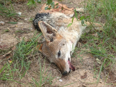 Puisque Uccen est passé par là - Page 10 Dead_j11