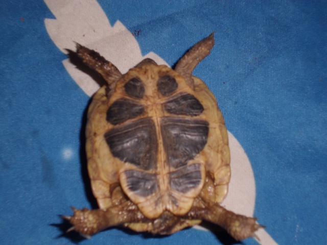 race de ma tortue et sexe!!!! Cimg0619