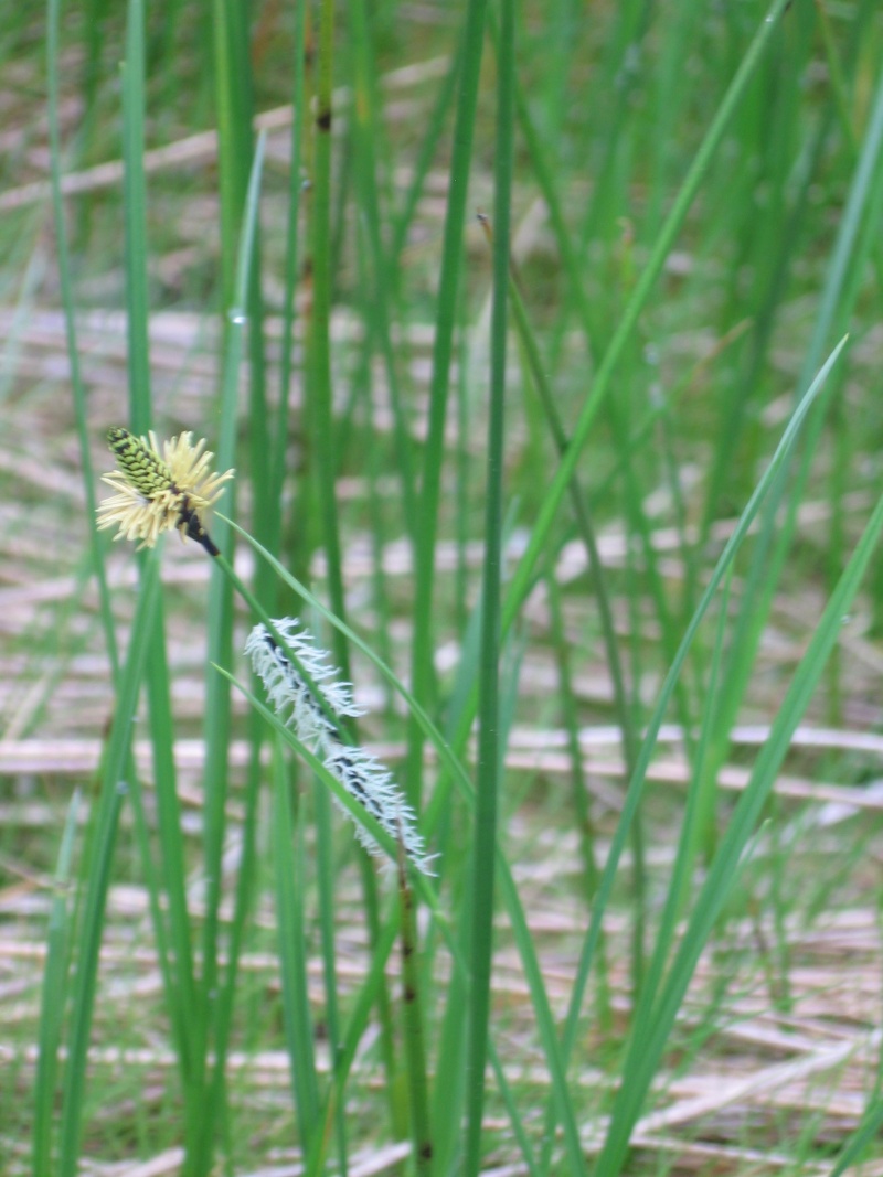 un carex ? à préciser Carex_11