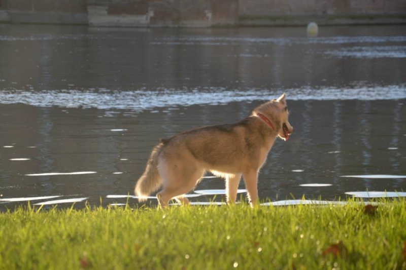 Grey, husky de 10mois ADOPTEE 10015910